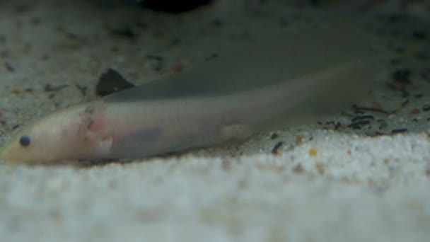 Ambystoma mexicanum axolotl in het aquarium beweegt zwemt en eet albino — Stockvideo