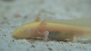 Ambystoma mexicanum axolotl akvaryumda yüzer ve sarı renk yer.