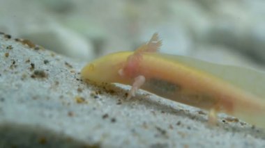 Ambystoma mexicanum axolotl akvaryumda yüzer ve sarı renk yer.
