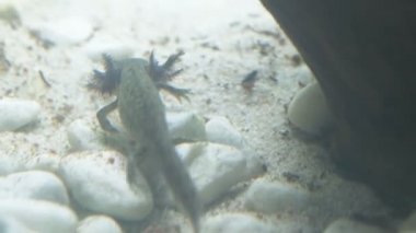 Ambystoma mexicanum axolotl akvaryumda yüzer ve vahşi renkleri yer.