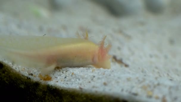 Ambystoma mexikanska axolotl i akvariet flyttar simmar och äter gul färg — Stockvideo