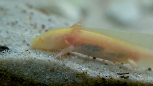 Ambystoma mexicanum axolotl akvaryumda yüzer ve sarı renk yer. — Stok video