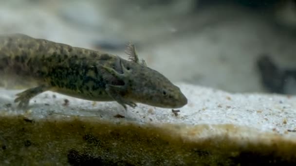 Ambystoma mexicanum axolotl in het aquarium beweegt zwemt en eet wilde kleur — Stockvideo