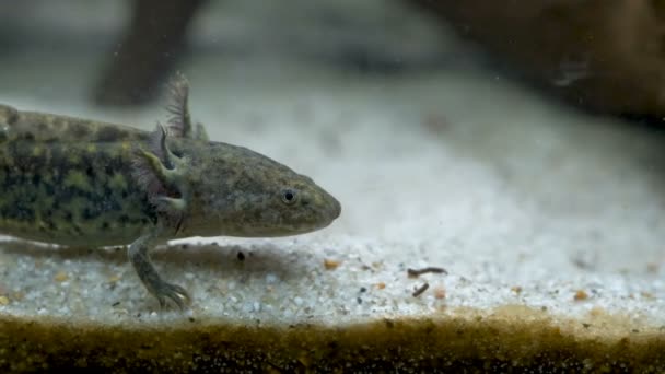 Ambystoma mexicanum axolotl akvaryumda yüzer ve vahşi renkleri yer. — Stok video