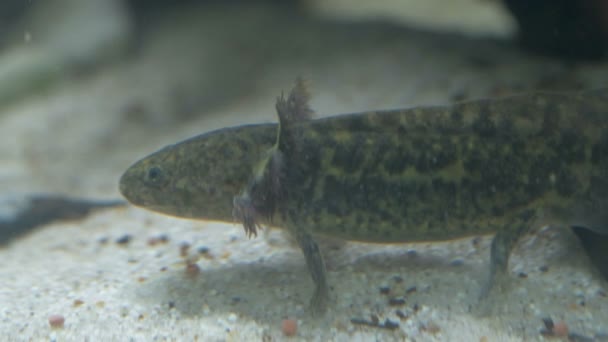 수족관에 있는 Ambystoma mexicanum axolotl 은 수영을 하고 야생의 색을 먹는다 — 비디오