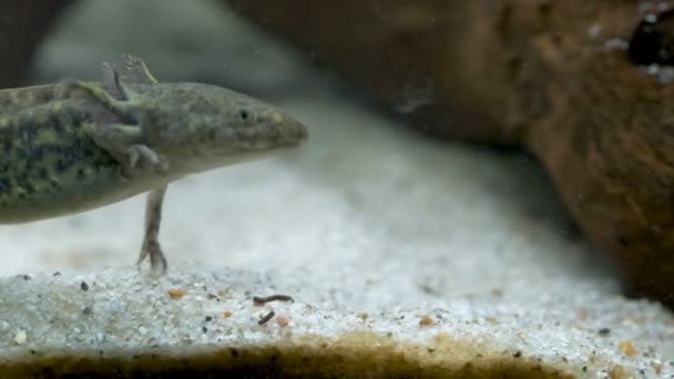 Ambystoma mexicanum axolotl akvaryumda yüzer ve vahşi renkleri yer. — Stok video