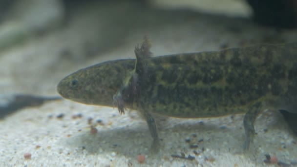 Ambystoma mexicanum axolotl akvaryumda yüzer ve vahşi renkleri yer. — Stok video