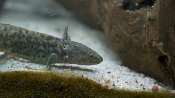 Ambystoma mexicanum axolotl az akváriumban mozog úszik, és eszik vad színű — Stock videók