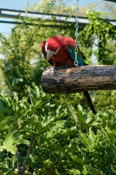 Belo Espécime Papagaio Ara Chloropterus Aviário Foto Alta Qualidade — Fotografia de Stock