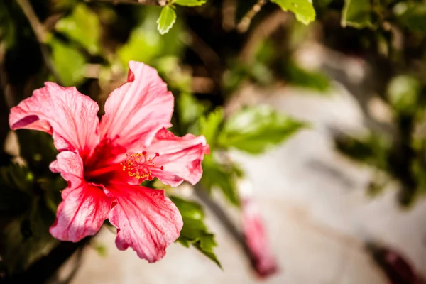 Hibiscus Rosa Sinensis Garden Malvacee — Stok fotoğraf