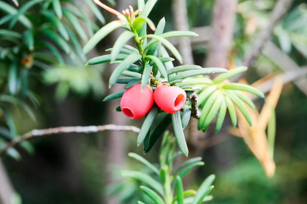 Taxus Baccata Taxus Baccata Berries Plant — Stock fotografie