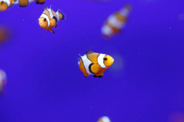 palyaço balığı akvaryumda mavi arkaplanı izole etti.