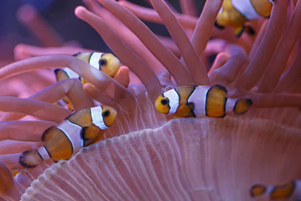 水族館のコミュニティにいるアネモネと — ストック写真