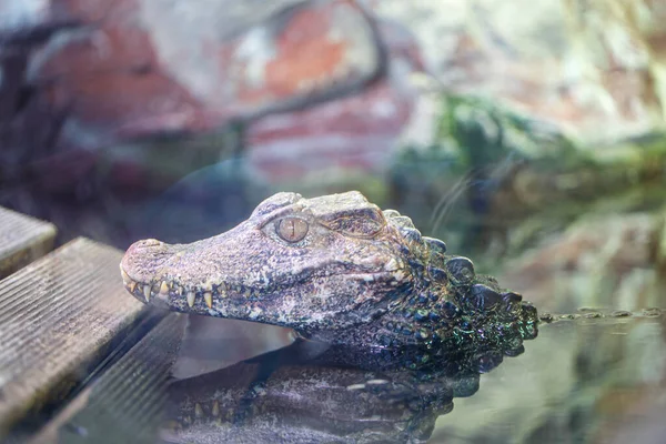 Crocodylus Niloticus Nilo Caiman Retrato Pequeno Espécime Terrário Foto Alta — Fotografia de Stock