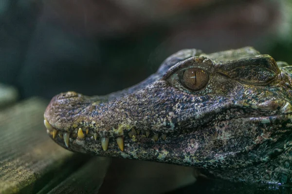 Crocodylus Niloticus Ніл Caiman Портрет Маленького Зразка Тераріумі Фотографія Високої — стокове фото