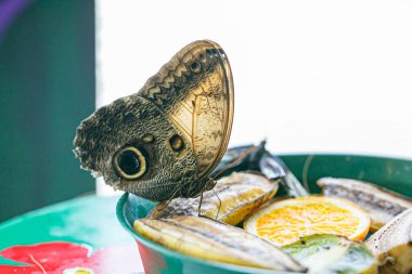 Satyrinae lepidector kelebeği meyveli yüksek kaliteli fotoğraftan hortumuyla yemek yiyor.
