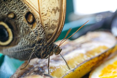 Satyrinae lepidector kelebeği meyveli yüksek kaliteli fotoğraftan hortumuyla yemek yiyor.