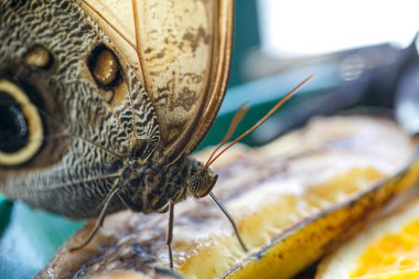 Satyrinae lepidector kelebeği meyveli yüksek kaliteli fotoğraftan hortumuyla yemek yiyor.