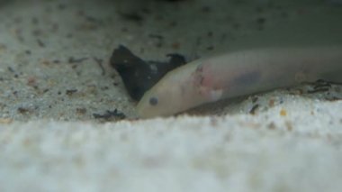 Ambystoma mexicanum axolotl akvaryumda yüzer ve albino rengini yer. Yüksek kalite 4k görüntü
