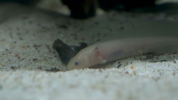 Ambystoma Mexicanum Axolotl Het Aquarium Beweegt Zwemmers Eet Albino Kleur — Stockvideo
