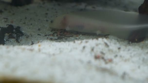 Ambystom Mexikanska Axolotl Akvariet Flyttar Simmar Och Äter Albino Färg — Stockvideo