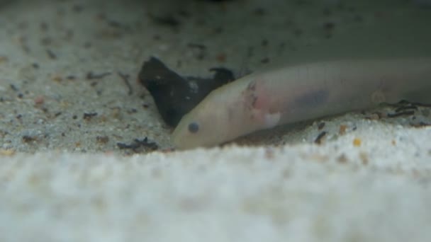 Ambystoma Mexicanum Axolotl Akvaryumda Yüzer Albino Rengini Yer Yüksek Kalite — Stok video