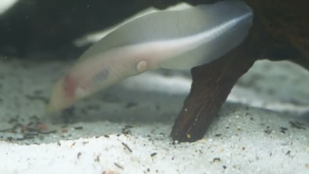 Ambystom Mexikanska Axolotl Akvariet Flyttar Simmar Och Äter Albino Färg — Stockvideo
