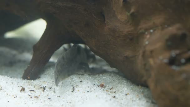 Ambystoma Mexicanum Axolotl Het Aquarium Beweegt Zwemmers Eet Wilde Kleur — Stockvideo