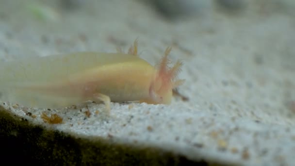 Oro Ambystoma Mexicanum Axolotl Acuario Mueve Nada Come Albino Imágenes — Vídeos de Stock