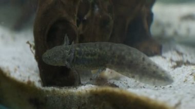 Ambystoma mexicanum axolotl akvaryumda yüzer ve vahşi renkler yer. Yüksek kalite 4k görüntü