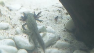 Ambystoma mexicanum axolotl akvaryumda yüzer ve vahşi renkler yer. Yüksek kalite 4k görüntü