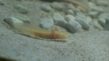 Ambystoma mexicanum axolotl akvaryumda yüzer ve albino yer. Yüksek kalite 4k görüntü