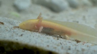 Ambystoma mexicanum axolotl akvaryumda yüzer ve albino yer. Yüksek kalite 4k görüntü