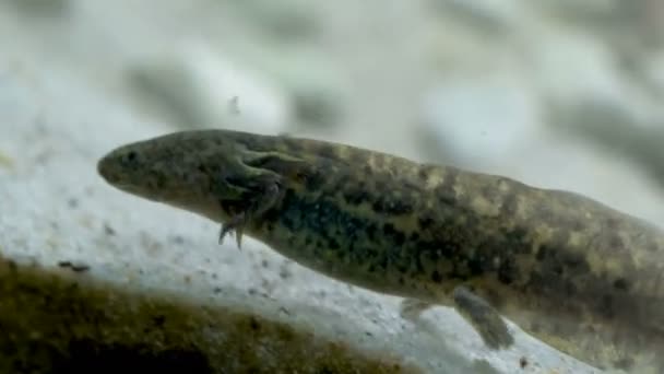 Ambystoma Mexicanum Axolotl Аквариуме Движется Плавает Ест Дикий Цвет Высококачественные — стоковое видео