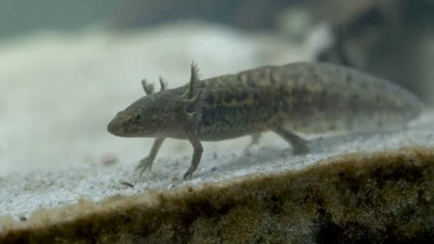 Ambystoma Mexicanum Axolotl Akvaryumda Yüzer Vahşi Renkler Yer Yüksek Kalite — Stok video