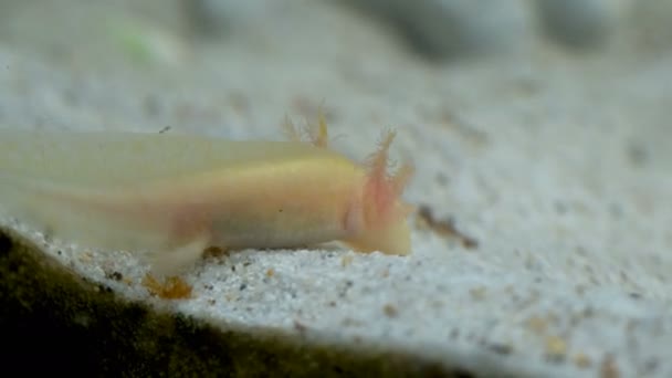 Χρυσό Ambystoma Mexicanum Axolotl Στο Ενυδρείο Κινείται Κολυμπά Και Τρώει — Αρχείο Βίντεο