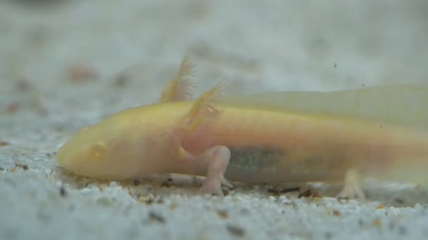 Guld Ambystoma Mexikanska Axolotl Akvariet Flyttar Simmar Och Äter Albino — Stockvideo