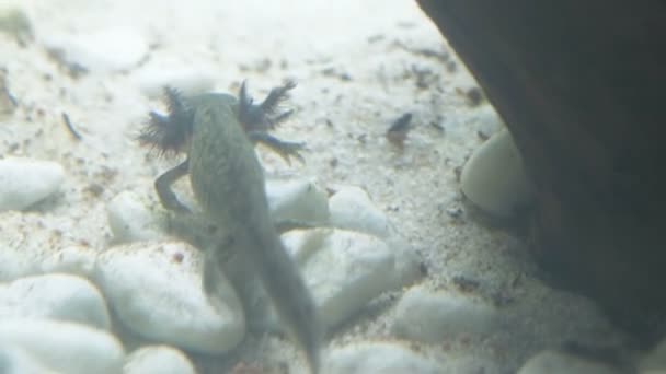 Ambystom Mexikanska Axolotl Akvariet Flyttar Simmar Och Äter Vild Färg — Stockvideo