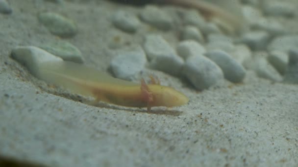 Ambystoma Mexicanum Axolotl Akvaryumda Yüzer Albino Yer Yüksek Kalite Görüntü — Stok video