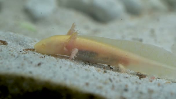 Guld Ambystoma Mexikanska Axolotl Akvariet Flyttar Simmar Och Äter Albino — Stockvideo
