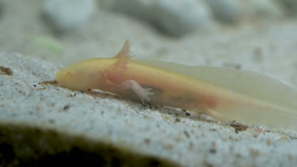 Gold Ambystoma Mexicanum Axolotl Aquarium Bewegt Schwimmer Und Frisst Albinos — Stockvideo