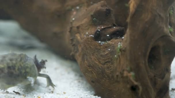Ambystoma Mexicanum Axolotl Aquarium Moves Swims Eats Wild Color High — Stock Video