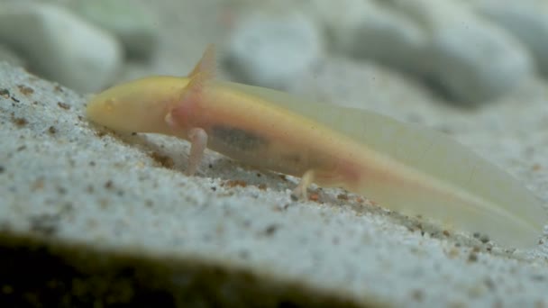 Gold Ambystoma Mexicanum Axolotl Aquarium Bewegt Schwimmer Und Frisst Albinos — Stockvideo