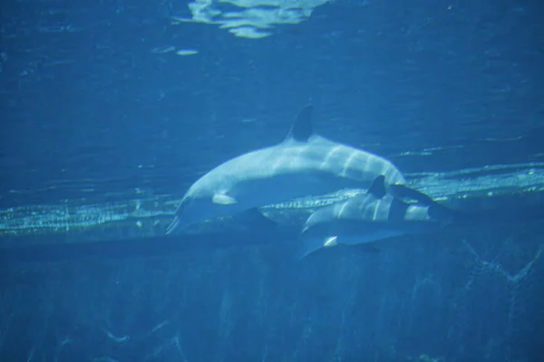 병코돌고래는 커다란 수족관에서 행복하게 헤엄치죠 고품질 — 스톡 사진