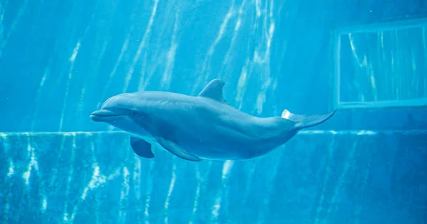 Дельфин Узкоглазый Плавает Счастливо Большом Аквариуме Высокое Качество Фото — стоковое фото