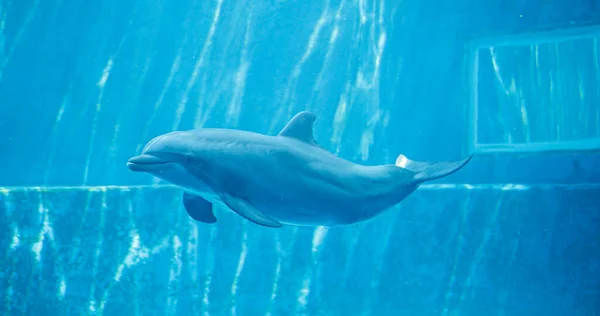 Große Tümmler Schwimmen Glücklich Großen Aquarium Hochwertiges Foto — Stockfoto