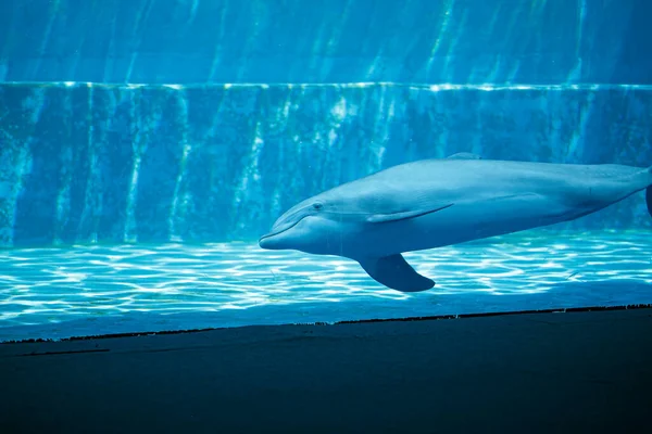 Große Tümmler Schwimmen Glücklich Großen Aquarium Hochwertiges Foto — Stockfoto