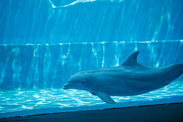 Дельфин Узкоглазый Плавает Счастливо Большом Аквариуме Высокое Качество Фото — стоковое фото