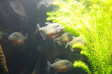 Akvaryumdaki bir grup kırmızı karınlı pirana balığı. Yüksek kalite fotoğraf