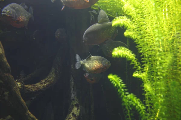 Akvaryumdaki Bir Grup Kırmızı Karınlı Pirana Balığı Yüksek Kalite Fotoğraf — Stok fotoğraf